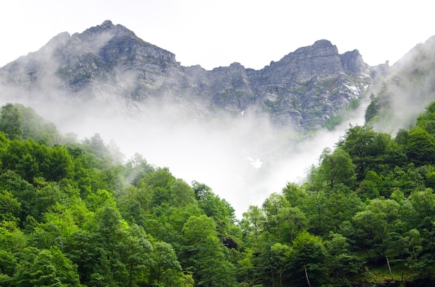 Schöne Aufnahme von Bergen und Wäldern in der Schweiz