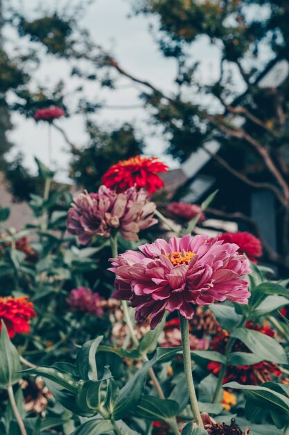 Schöne Aufnahme von Blumen und Pflanzen in einem Garten