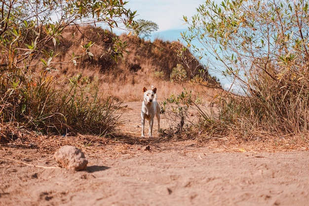 Schöne Aufnahme von Dingo, der auf dem Feld in die Kamera schaut