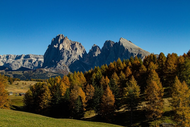 Schöne Aufnahme von grünen Bäumen und Berg in der Ferne in Dolomit Italien