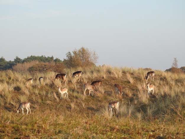 Schöne Aufnahme von Hirschen auf einer Wiese in den Niederlanden