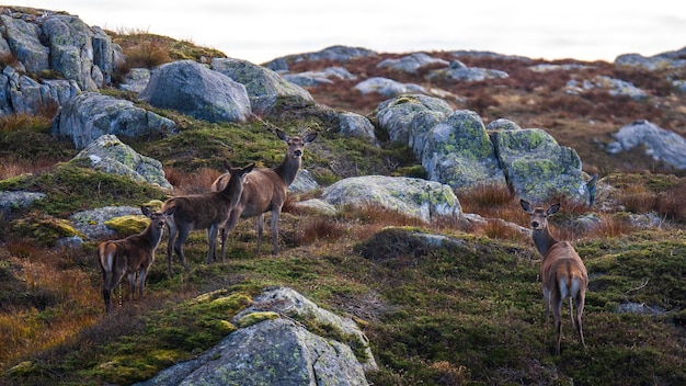 Schöne Aufnahme von Hirschen in den Bergen