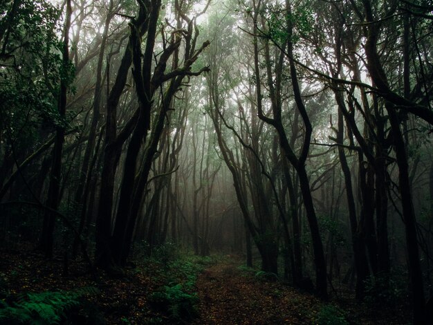 Schöne Aufnahme von hohen Bäumen in einem Wald in einem Nebel, umgeben von Pflanzen