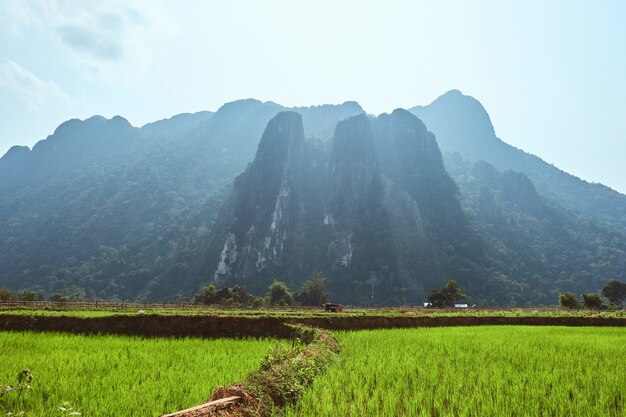 Schöne Aufnahme von Karstbergen mit Reisfeldern im Vordergrund in Vang Vieng, Laos