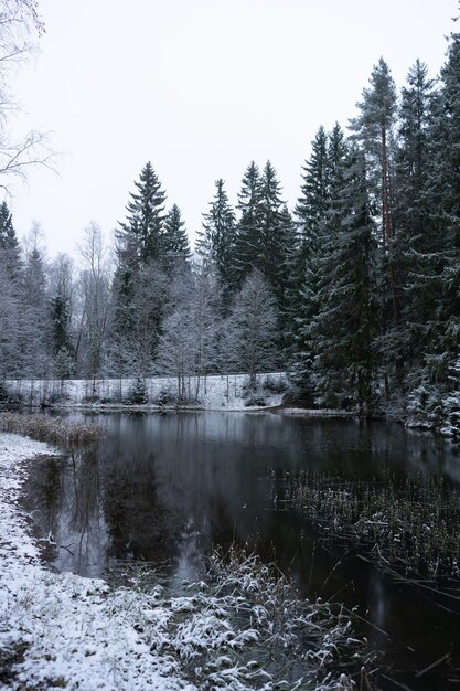 Schöne Aufnahme von schneebedeckten Tannen neben einem zugefrorenen See im Winter