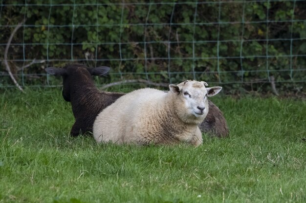 Schöne Aufnahme von schwarz-weißen Schiffen, die auf einem Gras ruhen