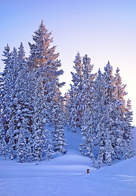 Schöne Aufnahme von vielen Tannen in einem schneebedeckten Wald