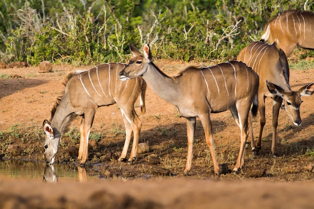 Schöne Aufnahme von wilden afrikanischen Antilopen in der Nähe eines Sees