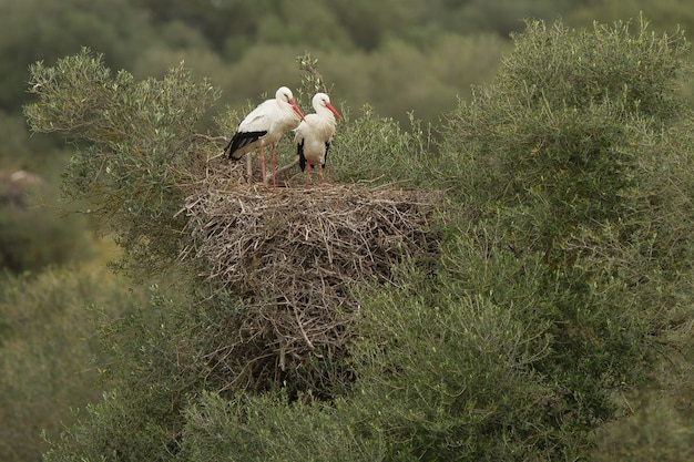 Schöne Aufnahme von zwei Weißstörchen, die anmutig auf ihrem Nest auf einem großen Busch stehen