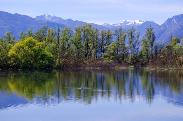 Schöne Aussicht auf Bäume reflektiert auf einem Lago Maggiore mit Berg im Tessin, Schweiz