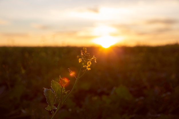 Kostenloses Foto schöne aussicht auf das morgenlicht