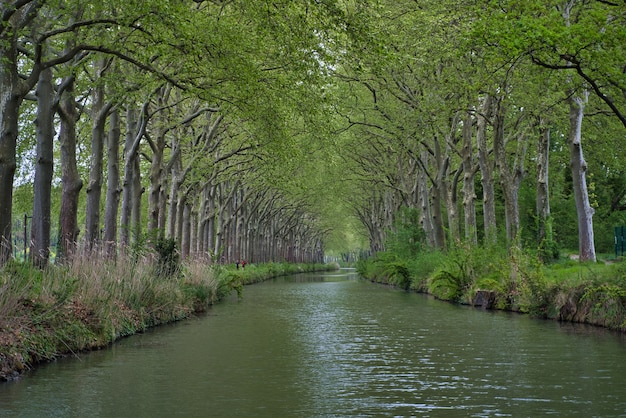 Schöne Aussicht auf den Fluss, der durch grüne Wälder fließt