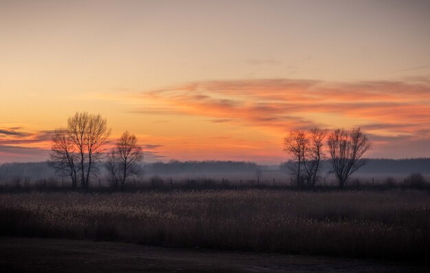 Schöne Aussicht auf die Felder mit kahlen Bäumen während des Sonnenuntergangs