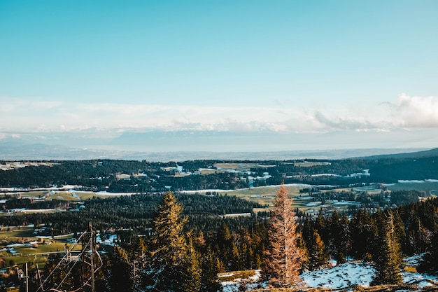 Schöne Aussicht auf die Kiefern auf einem schneebedeckten Hügel mit dem weiten Feld