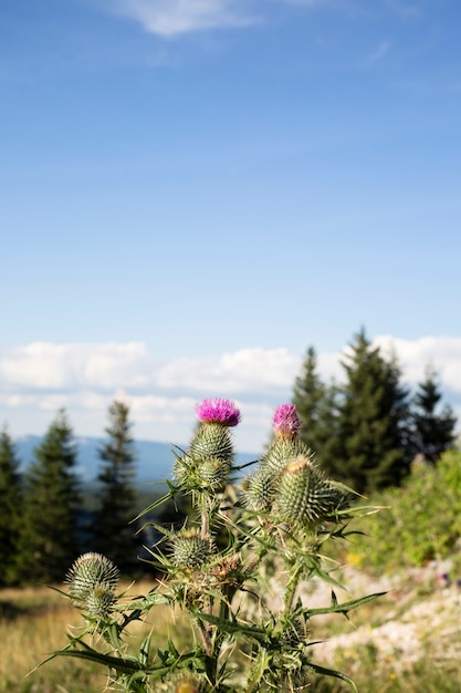 Schöne Aussicht auf die Natur bei Tageslicht