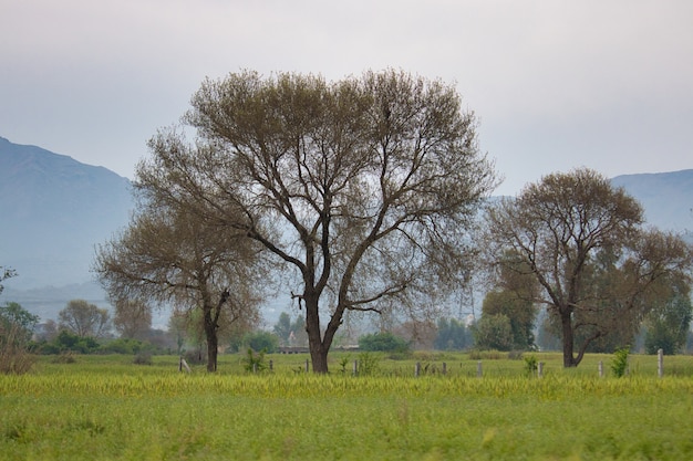 Schöne Aussicht auf ein grasbewachsenes Feld mit prächtigen Bäumen, die bei bewölktem Wetter eingefangen wurden