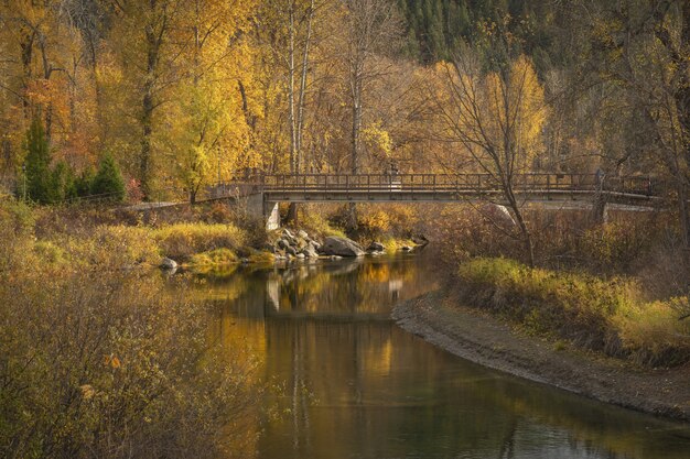 Schöne Aussicht auf eine Brücke über den Fluss mit gelben und braunen Blättern