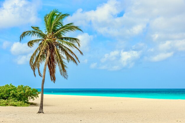 Schöne Aussicht auf eine Palme am idyllischen weißen Sandstrand von Eagle Beach in Aruba