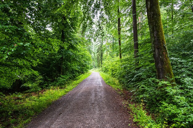 Schöne Aussicht auf eine unbefestigte Straße durch den grünen Wald im Sommer