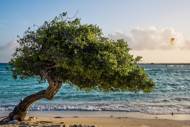 Kostenloses Foto schöne aussicht auf einen divi divi-baum an der küste des tropischen strandes von aruba