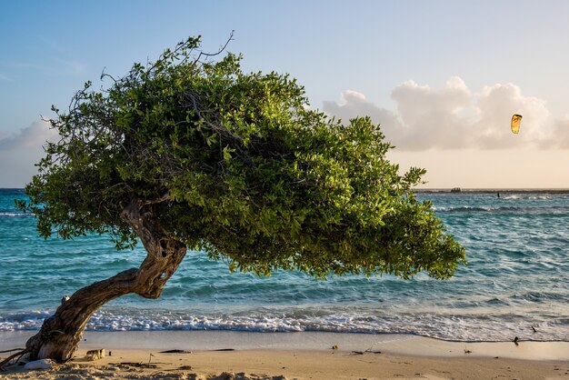 Schöne Aussicht auf einen Divi Divi-Baum an der Küste des tropischen Strandes von Aruba