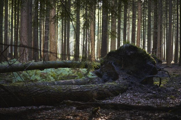 Schöne Aussicht auf einen gebrochenen Baum bedeckt mit Schlamm und Moos in der Mitte des Waldes