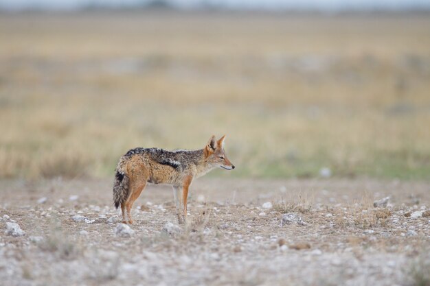 Schöne Aussicht auf einen Sandfuchs mitten in der Wüste