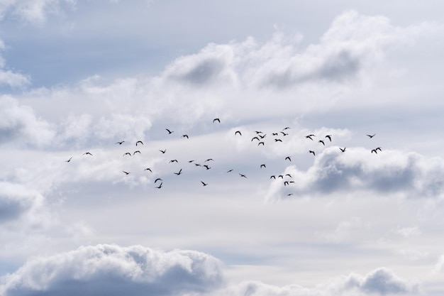 Schöne Aussicht auf einen Vogelschwarm, der in einem bewölkten Himmel mit Wolken fliegt