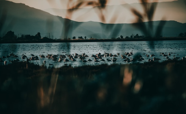 Schöne Aussicht auf Flamingos im See mit Gebirgszügen