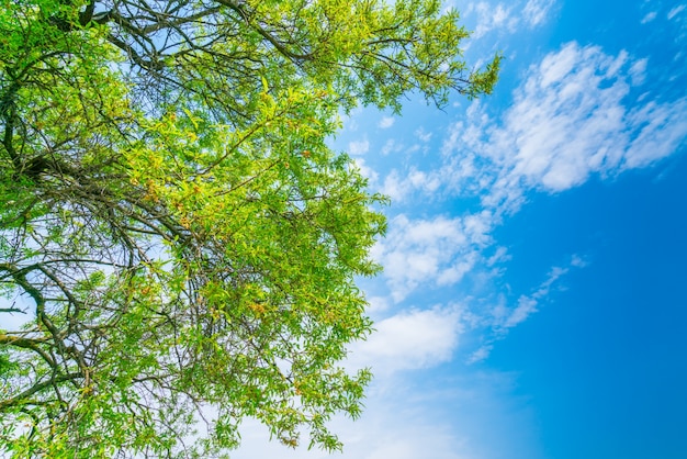 Kostenloses Foto schöne bäume zweig am blauen himmel.