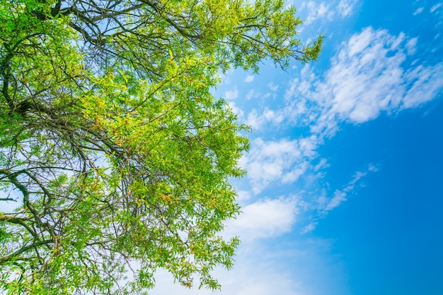 Schöne Bäume Zweig am blauen Himmel.