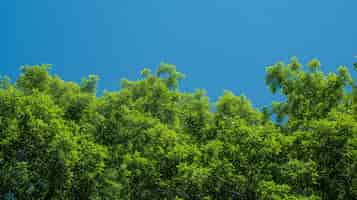 Kostenloses Foto schöne baumkronenperspektive mit naturlandschaft