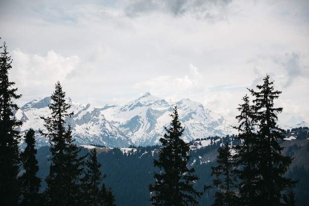 Schöne Berge im Schnee und in den Bäumen