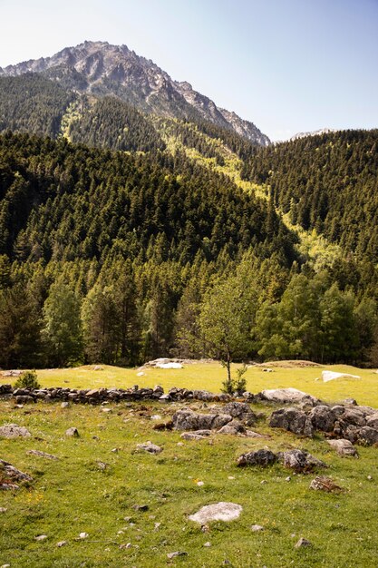 Schöne Bergwaldlandschaft