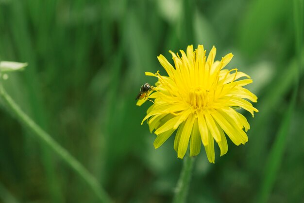 Schöne blaue Babyaugenblume, die im Garten blüht