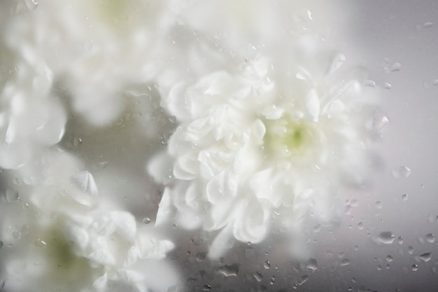 Schöne blühende Blumen hautnah