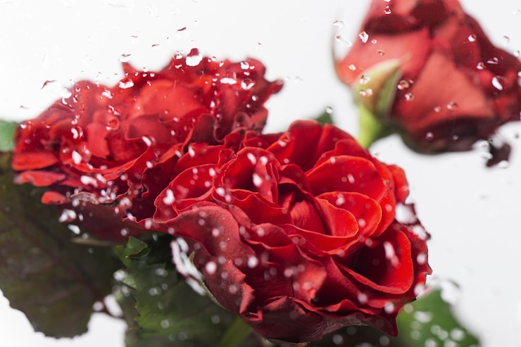 Kostenlose Foto schöne blühende blumen hautnah