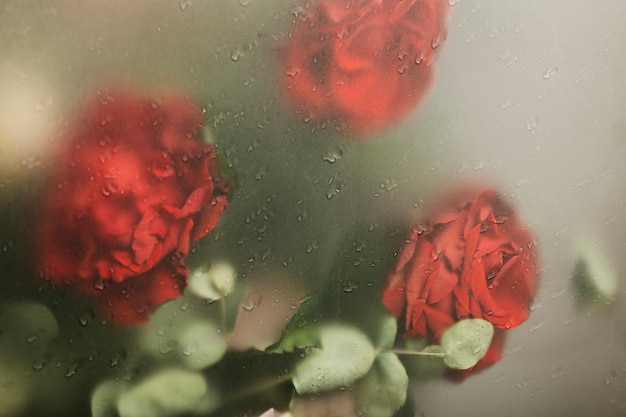 Schöne blühende Blumen hautnah