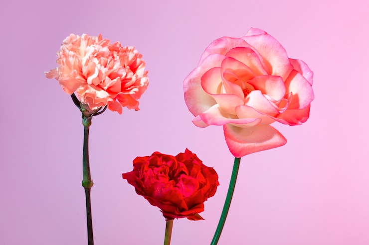 Kostenlose Foto schöne blühende blumen hautnah