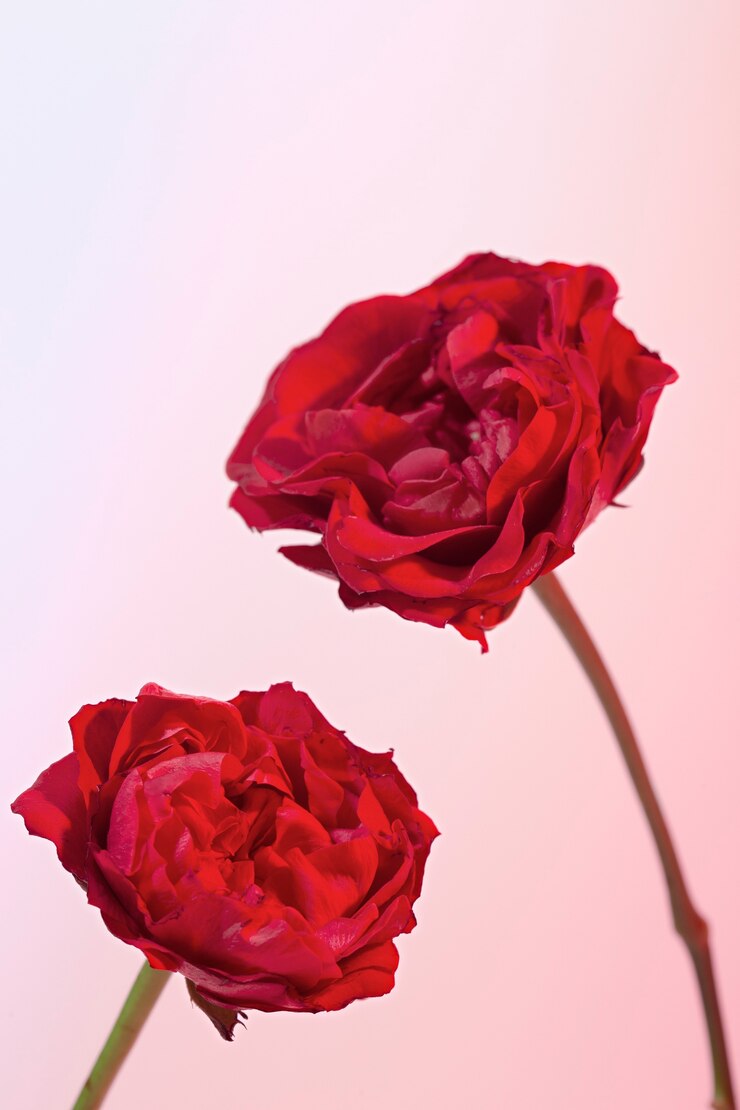 Kostenlose Foto schöne blühende blumen hautnah
