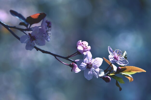 Schöne blühende japanische Kirsche Sakura. Jahreszeit Hintergrund. Natürlicher unscharfer Hintergrund wi im Freien