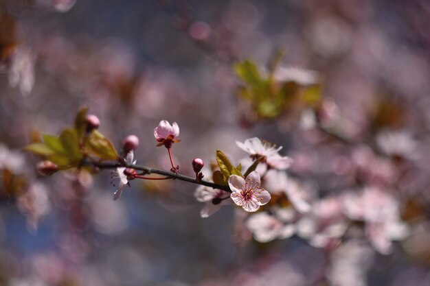 Schöne blühende japanische Kirsche Sakura. Jahreszeit Hintergrund. Natürlicher unscharfer Hintergrund wi im Freien