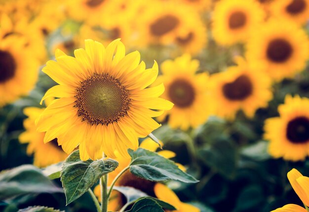 Schöne Blüten-Sonnenblumen auf dem Gebiet