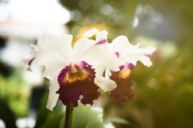 Schöne Blume, die im Sonnenlicht blüht