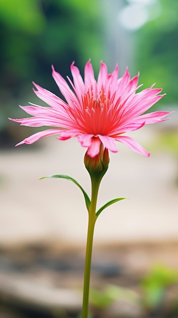 Kostenloses Foto schöne blume in der natur