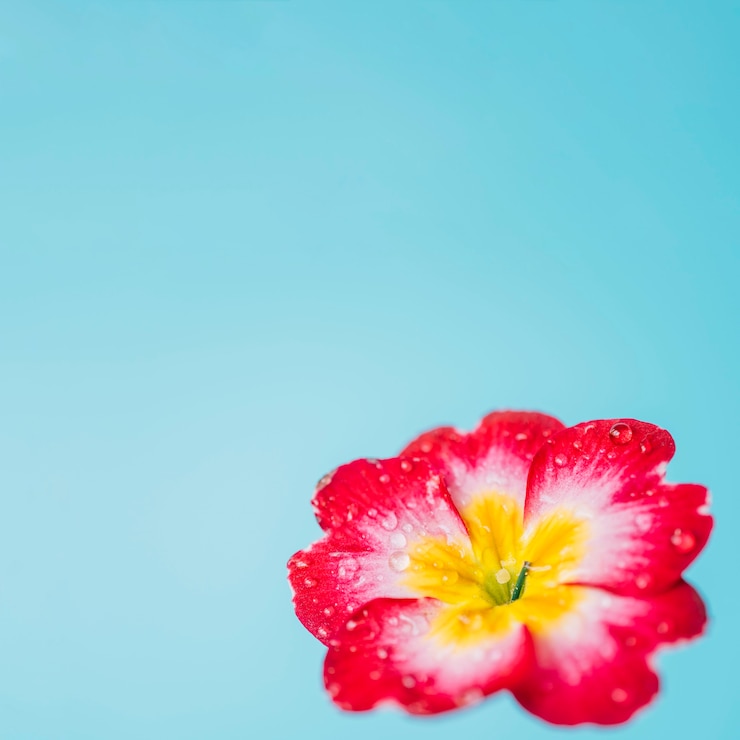Kostenlose Foto schöne blume mit tau