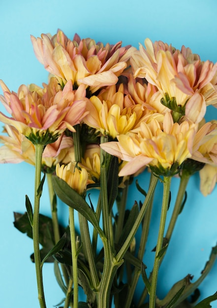 Schöne Blumen der Draufsicht auf blauem Hintergrund