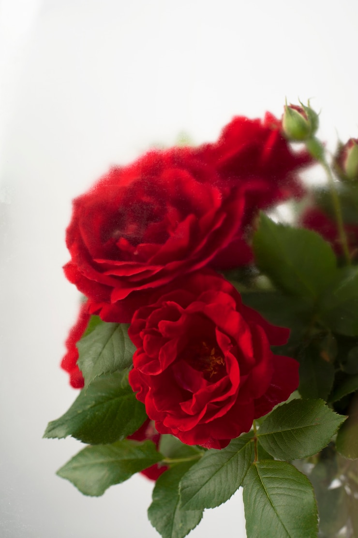 Kostenlose Foto schöne blumen hinter feuchtigkeitsglas