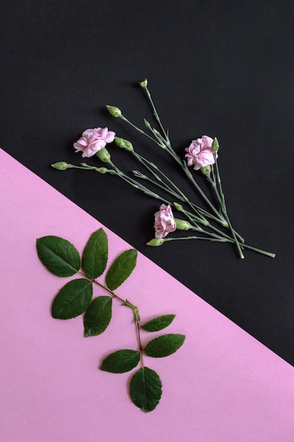 Schöne Blumen und frische grüne Blätter auf rosa und schwarzem Hintergrund