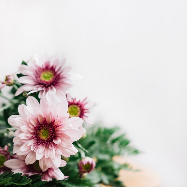 Kostenloses Foto schöne blumen